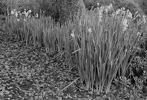 Narcissus, Glen Ellen, California