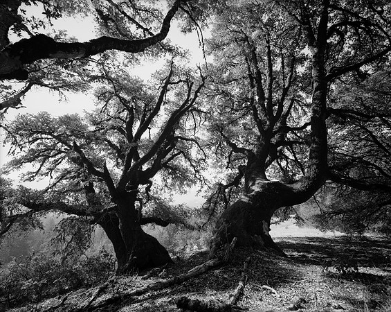 Twin Oaks, San Mateo County, California